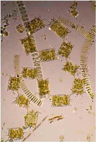 Třída: Prasinophyceae (Micromonadophyceae)