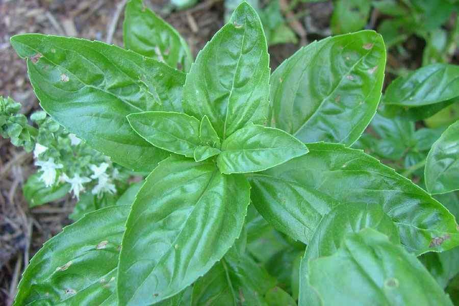 Bazalka pravá Ocimum basilicum Je