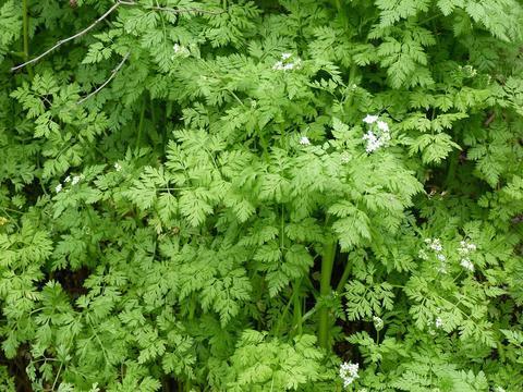 Trebuľka voňavá Anthriscus cerefolium Listy tejto rastliny sa podobajú na listy