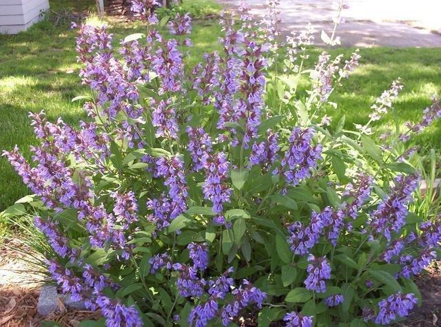 Šalvia lekárska Salvia officinalis Šalvia má liečivé