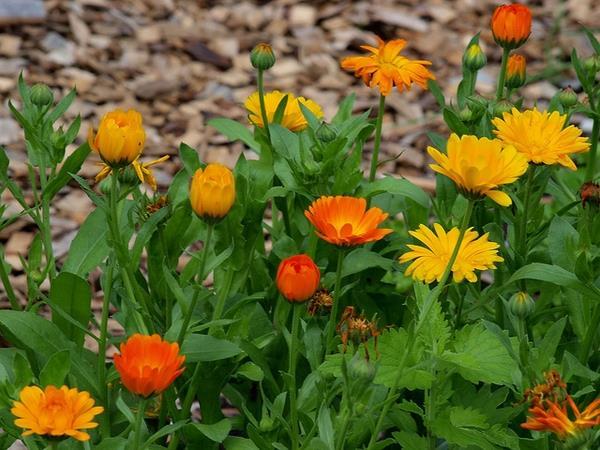 Nechtík lekársky Calendula officinalis Vysadený nechtík neznášajú