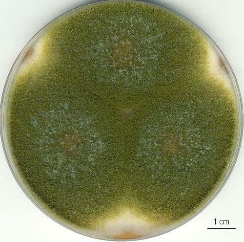 Aspergillus sojae kolonie, CCF 3060 CZ 7 dní, 25 C CYA 7 dní, 25 C