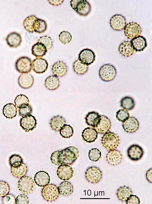 Aspergillus sojae