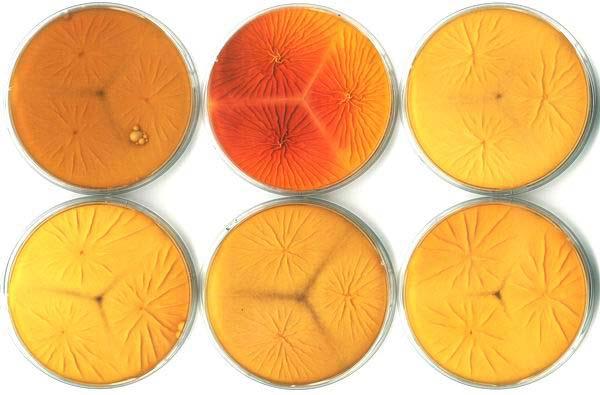 Aspergillus sekce Flavi Rychlý test na detekci aflatoxinů pomocí par čpavku