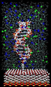 Campylobacter sp.