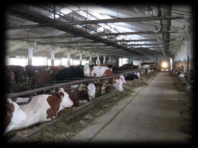Boxová lože Jsou perspektivním a ekonomickým systémem ustájení krav, který je provozován ve variantě stelivové a bezstelivové, a to ve více než 83 % chovů dojených krav.