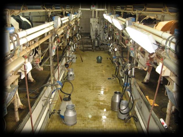 Tandemové dojírny Tandemové dojírny jsou v tuzemských chovech používány téměř v 1/4 chovů. U tandemových dojíren vstupují krávy na dojicí stání až poté, co toto místo opustila jiná již vydojená kráva.