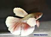 mask XL 1 68,400 AS Betta