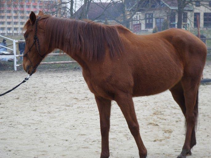 Klienti, pro které je hipoterapie indikována, začnou cvičit na našich