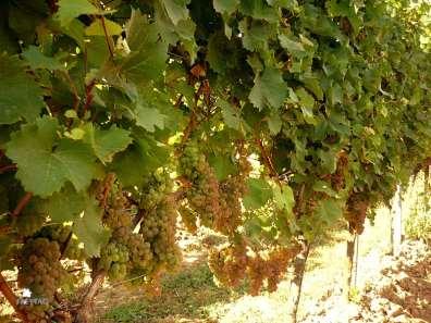 Víno i v závislosti na požitém kmenu kvasinek se podobá Ryzlinku rýnskému s aromatem po meruňkách, zralých jablcích nebo citronech s nádechem černého rybízu.