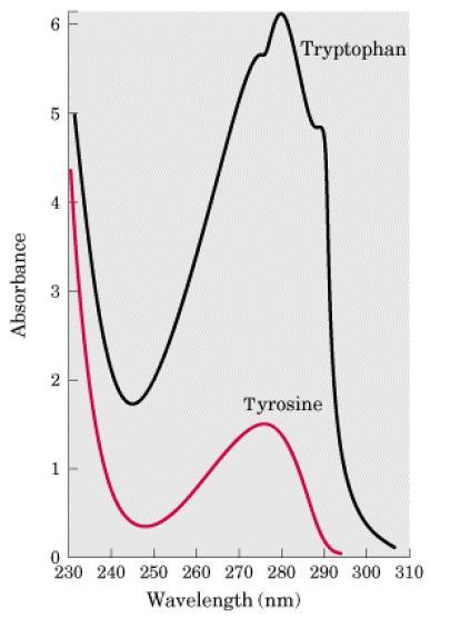 SPEKTRÁLNÍ VLASTNOSTI Absorpce UV záření: aromatické (především Tyr a Trp) u 280 nm 1,6 1,4 1,2 3 2 absorbance 1 0,8 0,6 0,4 0,2 1 0 210 230 250 270 290 310 330