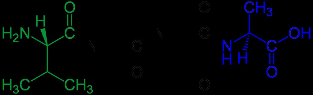 Nomenklatura peptidů: N- konec (začátek), C-konec (konec)