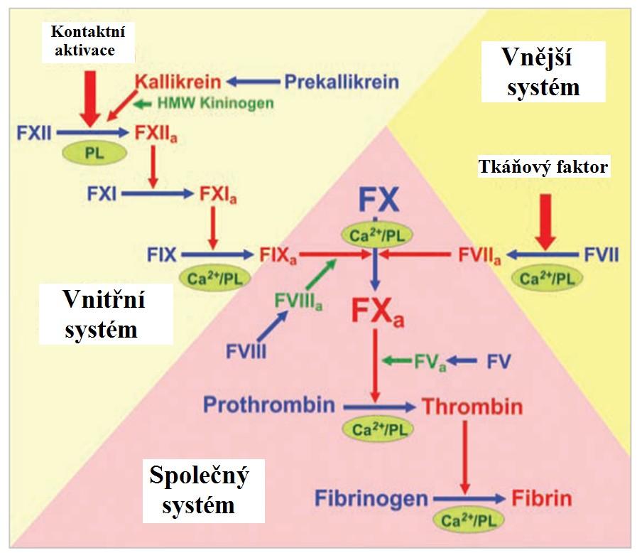 Obr.1. Koagulační kaskáda, (upraveno podle http://sbi.imim.es/web/files/projects/master/2010/coagulation_serine_proteases/coagulationprocess.ht ml) 5.1. Primární systém aktivace (vnější systém) Primární systém aktivace (zvaný také vnější systém) se spouští po vazbě volně kolujícího faktoru VIIa s tkáňovým faktorem (TF).