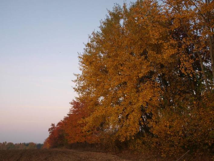 Krkonošský prales Vegetační pásma