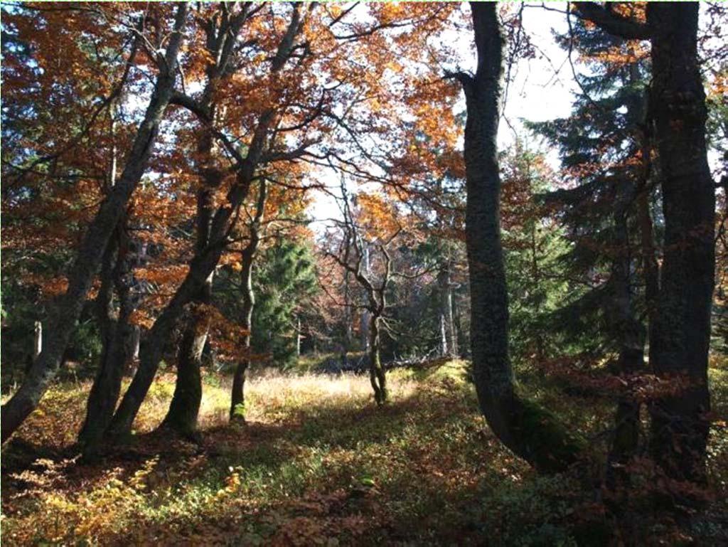 Krkonošský prales Vegetační pásma (zjednodušeně): předhůří, pahorkatina