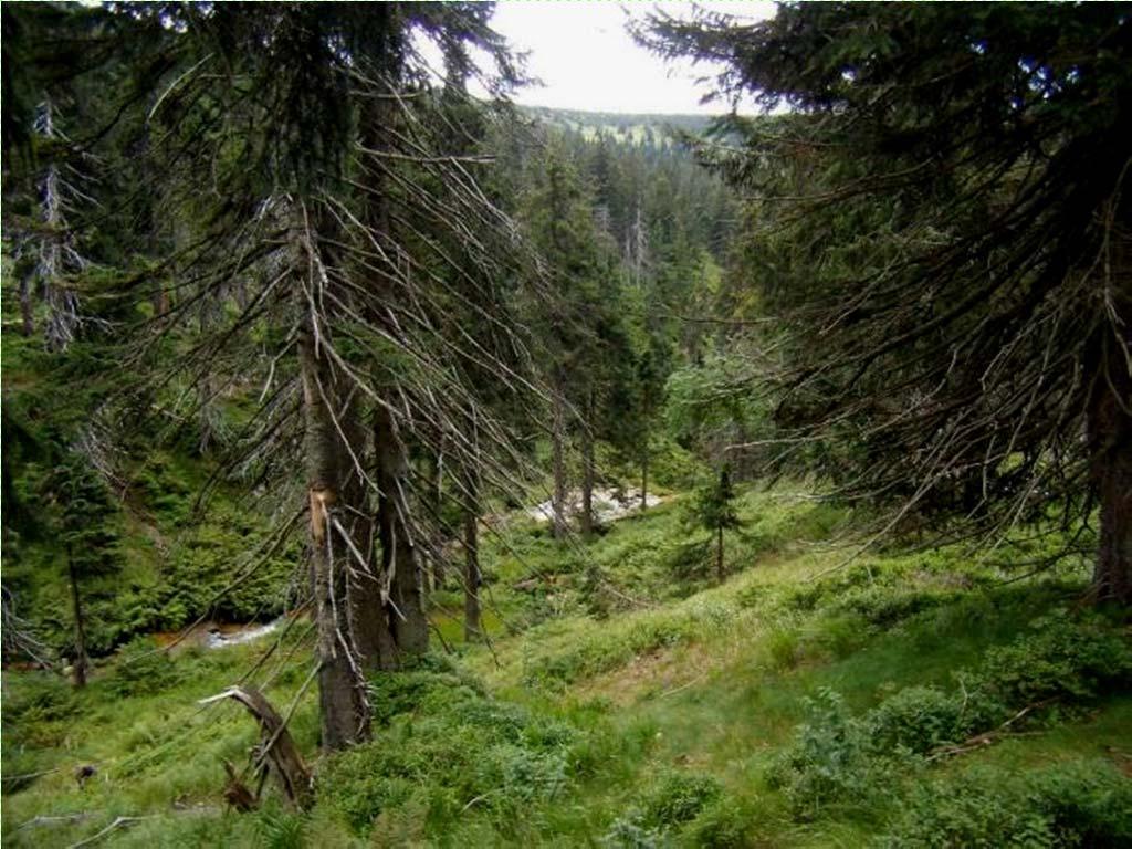 Krkonošský prales Vegetační pásma (zjednodušeně): předhůří, pahorkatina duby a další