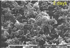 Přestože se v prostředí MO častěji vyskytují ve formě biofilmů, testy čisticích a dezinfekčních prostředků se provádějí na planktonních buňkách jednoho druhu, takže jejich účinnost může být