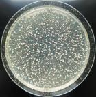 Flavobacterium spp., Micrococcus spp.