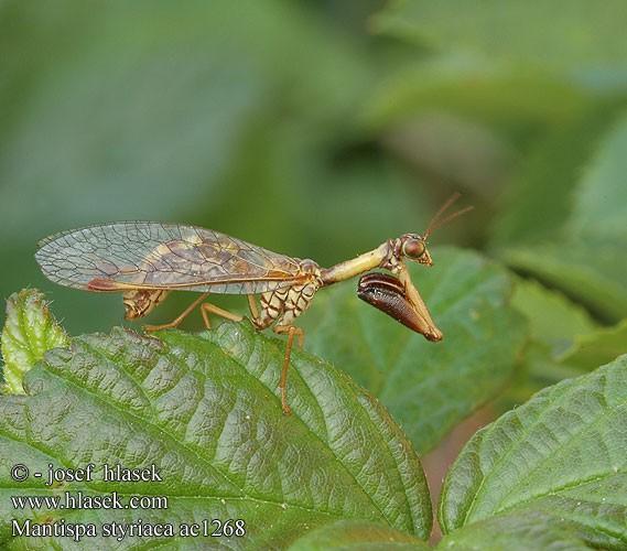 Neuroptera