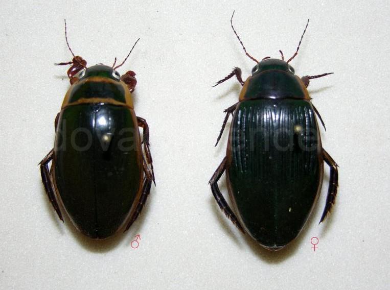 Carabidae