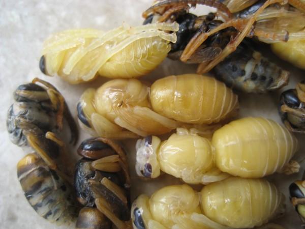 (Diptera) Pupa