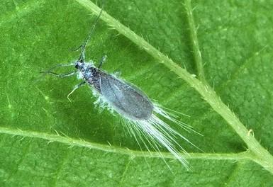 Hemiptera