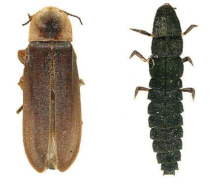 Coleoptera