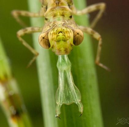 článků Vodní larvy: - Ephemeroptera 20-40 instarů,