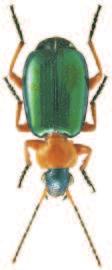 Soubor map rozš íření druhu Lamprias chlorocephalus (J.J. Hoffmann, 1803) (Coleoptera: Carabidae) v České republice) povováni za jednu z nejvýznamnějších bioindikačních skupin organismů (např.