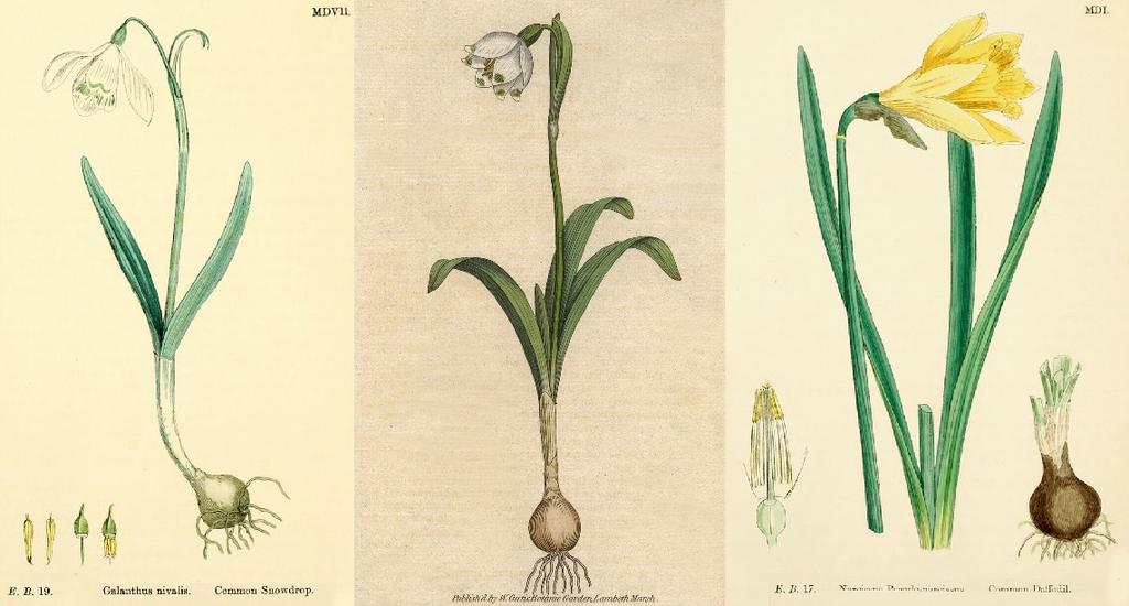 brázek 1: Sněženka bílá (Galanthus nivalis) 6, bledule jarní (Leucojum vernum) 7, narcis žlutý (arcissus pseudonarcissus) 8 3.1.2 Charakteristika rodu arcissus ejobsáhlejším rodem z čeledi Amaryllidaceae je rod arcissus.