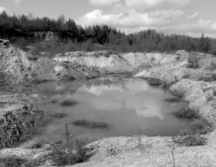 Pískovna Erika. (foto P. Krása) Povrch čerstvě opuštěné pískovny je prostý vegetace, což usnadňuje drobným obojživelníkům pohyb po souši.