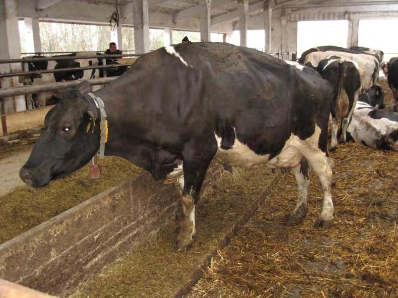 Koupele paznehtů stáje omezená plocha pro pohyb krav = vyšší infekční tlak (v