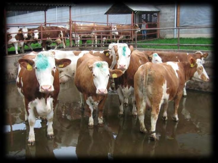 záchytné jímky, odtokový kanál středové, rohové umístění, plocha vany pro krávu o hmotnosti 600 až 700 kg