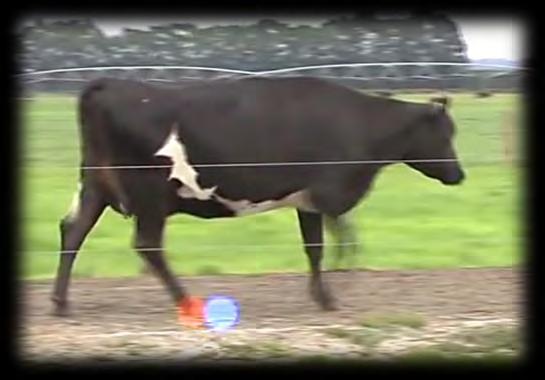 Pohyb krav kráva stojí na nohou 10 až 12 hod.