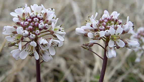 Thlaspi calaminare