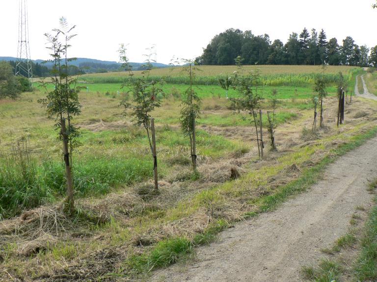 Obrázek 1: Pohled na výsadbu na severním okraji PP a navazující travní porosty v rámci dílčí plochy 1, srpen 2016. Návrh managementu: Kosení plochy provádět dvakrát ročně v červnu a září.