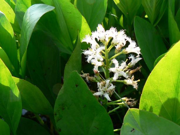 Typhetum latifoliaea Silně podmáčené porosty orobince širolisté s hojným výskytem třtiny šedavé. V porostu doložen výskyt vachty trojlisté.