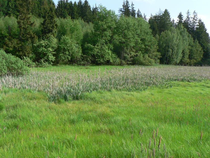 V blízkosti olšiny je terén silně podmáčen s domin. tužebníku jilmového. Obrázek 10: Vlhká louka nad mokřadní olšinou, srpen 2016.