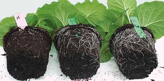 Osmocote Start lze mísit se substrátem nebo aplikovat přímo k rostlinám. Vysoký obsah draslíku v hnojivu zajistí kompaktní a rovnoměrný růst.