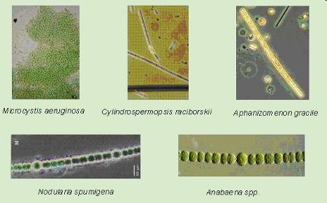 koncentrace microcystinů v pitné vodě max. 1,0 µm.l -1 ČR vyhl. 252/2004 MZd technologické prostředky boje s v.k.: bagrování sedimentů, použití algicidů, umělé provzdušňování, srážení hlinitými solemi (PAX-18) další info: www.