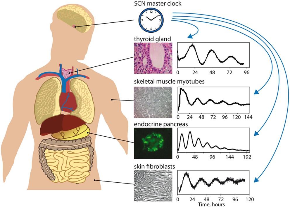 Cirkadiánní systém synchronizuje všechny fyziologické behaviorální procesy v organismu a hodinový mechanismus