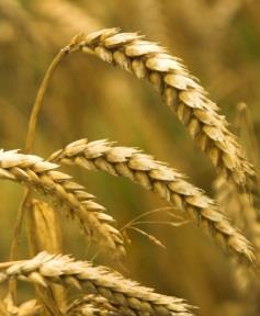 Grains Technical English Grains are small, hard, dry seeds harvested for human or animal food.
