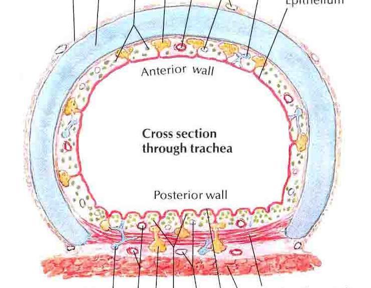 Dýchací cesty Průdušnice a průdušky prstencovitá chrupavka podkovovitého charakteru - výztuha dýchacích cest na otevřeném místě chrupavky hladká svalovina - změna průsvitu průdušek