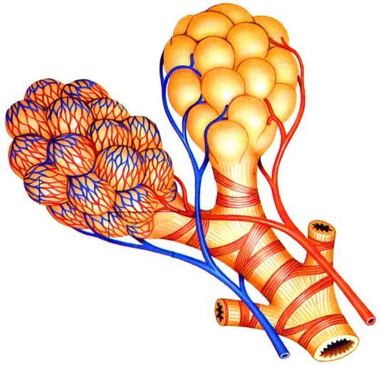 Alveolární systém Průměr alveolů: 0,1 0,3 mm Počet alveolů: 300 400 milionů Plocha alveolů: