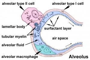 alveolu kapilára Pneumocyt I. typu Prostor alveolu Pneumocyt II. typu https://embryology.