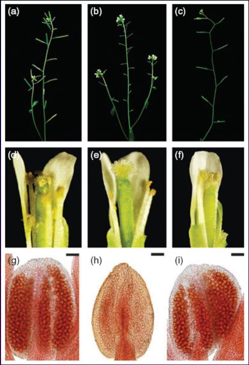 TDF1 (DEFECTIVE IN TAPETAL DEVELOPMENT AND FUNCTION 1) transkripční faktor MYB; klíčový v regulaci vývoje tapeta 10 DYT1 (DYSFUNCTIONAL TAPETUM 1) protein DYT1 se váže přímo na promotorovou oblast