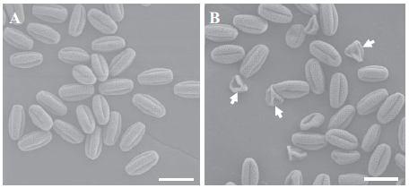 MGP1 (MALE GAMETOPHYTE DEFECTIVE 1) kóduje F a d podjednotku mitochondriální F 1 F 0 -ATP