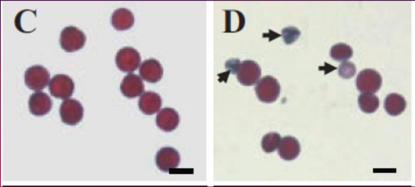 13 mgp1 mutant destrukce mitochondrií v pylových zrnech a k zániku pylových zrn MS1 (MALE