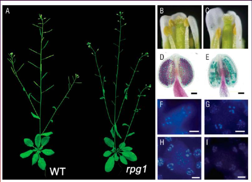 MGT4, MGT5, MGT9 (MAGNESIUM TRANSPORTER 4, 5, 9) nezbytné pro vývoj pylu Arabidopsis 14 MGT4 lokalizován v ER, exprimován v pylových zrnech ve dvoubuněčném stádiu až do zralého pylového zrna mgt4-1