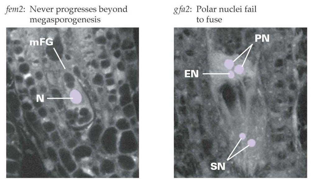 Specifické geny 16 Arabidopsis mutant fem2 zastaven vývoj vajíčka před